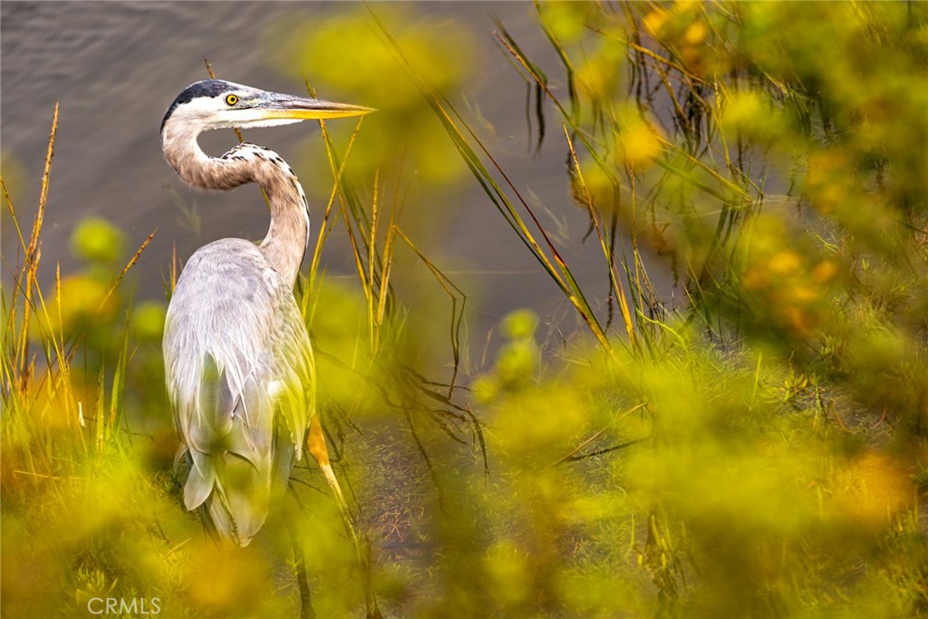 https://media.crmls.org/medias/ce0439af-501a-4c0e-94da-06c4c4a9f7e7.jpg?preset=X-Large