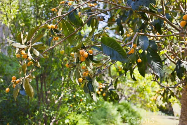 Detail Gallery Image 56 of 70 For 11385 La Vereda, North Tustin,  CA 92705 - 3 Beds | 3 Baths