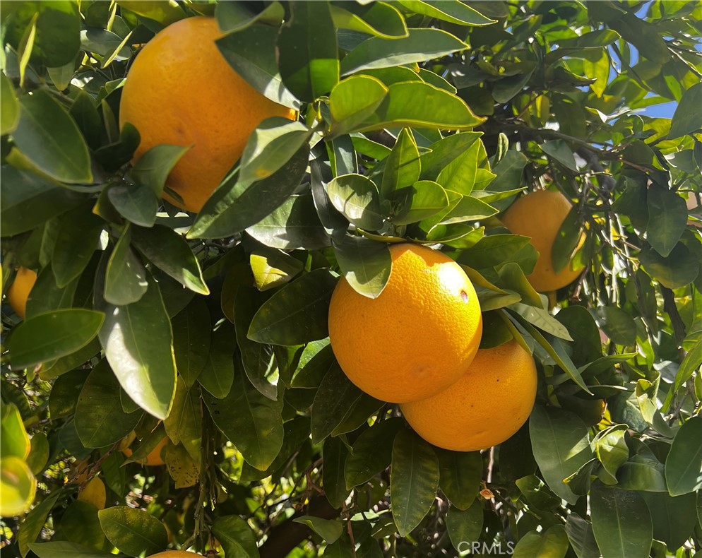 https://media.crmls.org/medias/ce33120d-3a91-4e73-b771-fa40048235ed.jpg?preset=X-Large