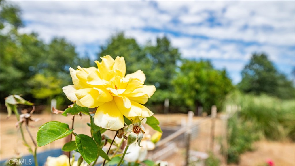 https://media.crmls.org/medias/ce3fcd01-5d13-439f-b6bc-34a60bed40a5.jpg?preset=X-Large