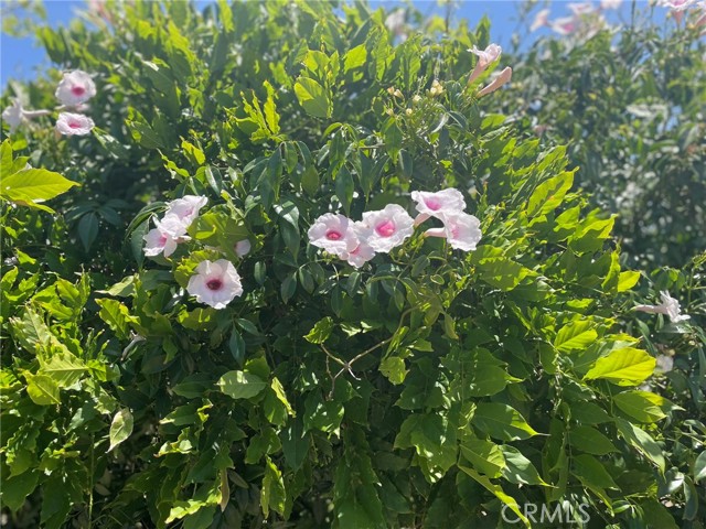 22910 Olivas Avenue, Nuevo CA: https://media.crmls.org/medias/cea01167-c753-4416-9510-8f7855d3ef27.jpg