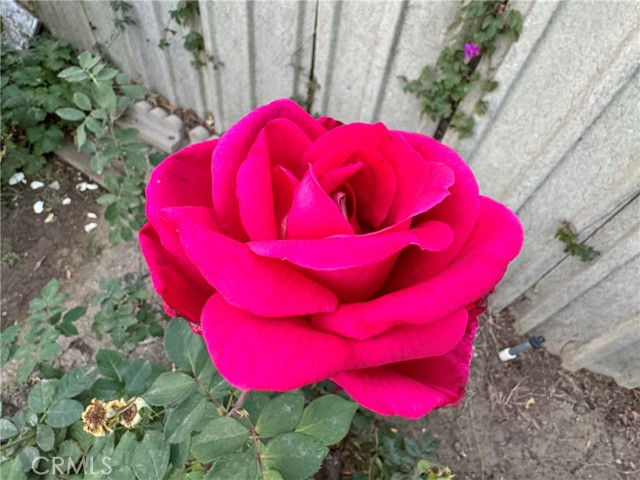 Detail Gallery Image 34 of 37 For 15909 Vincennes St, North Hills,  CA 91343 - 3 Beds | 2/1 Baths