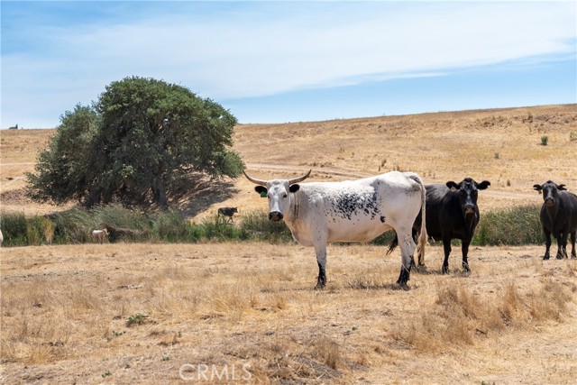 Detail Gallery Image 25 of 25 For 0 Creston Rd, Paso Robles,  CA 93446 - – Beds | – Baths
