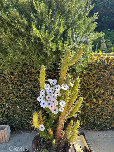 Detail Gallery Image 40 of 40 For 1030 S Danehurst Ave, Glendora,  CA 91740 - 3 Beds | 2 Baths