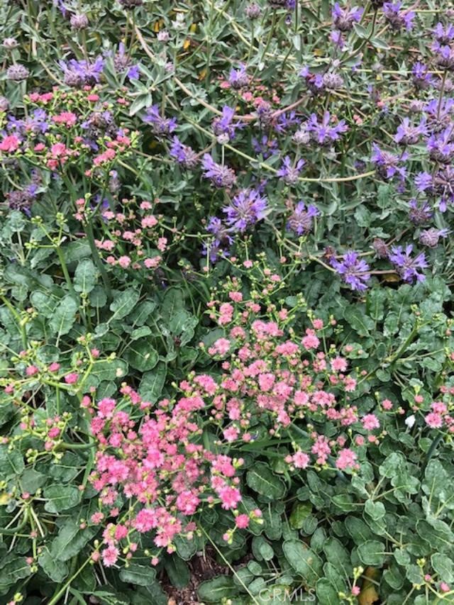 Spring and summer in the garden