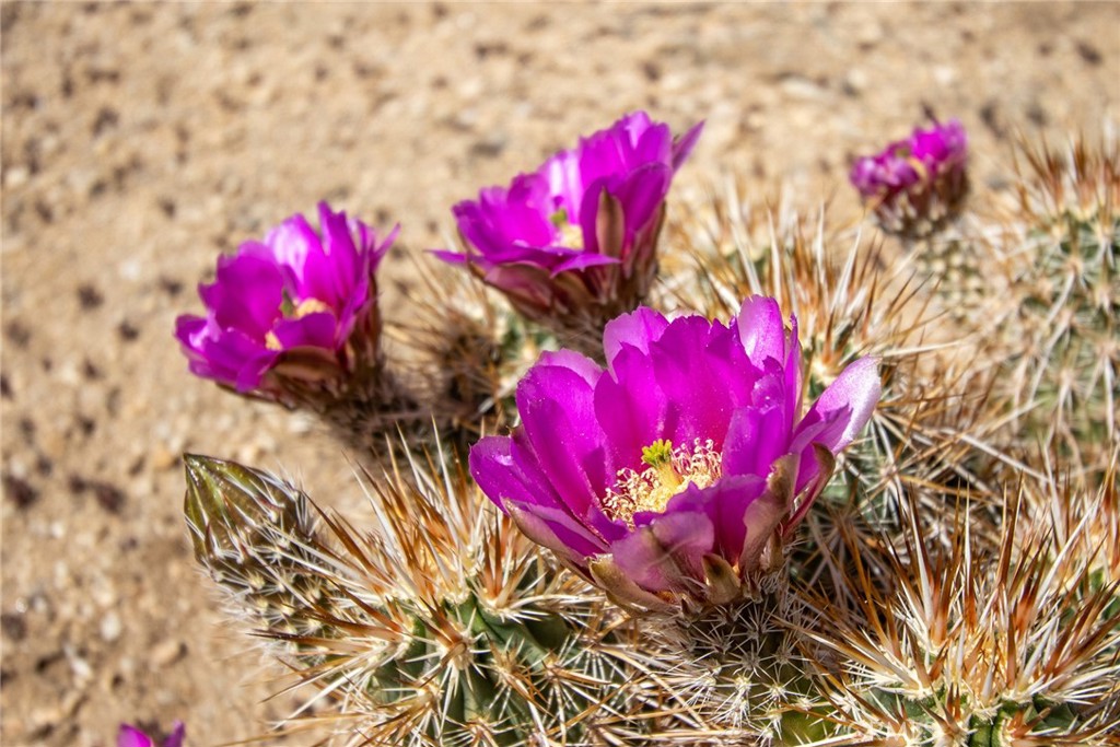 MLS #JT25088570 image #29