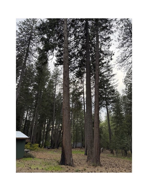 Detail Gallery Image 35 of 44 For 14565 Coutolenc Rd, Magalia,  CA 95954 - 3 Beds | 2 Baths