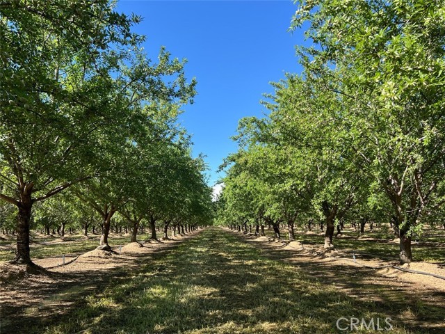 Detail Gallery Image 4 of 19 For 0 Capay Rd, Corning,  CA 96021 - – Beds | – Baths