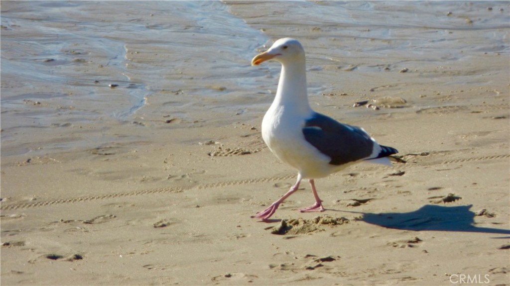 MLS #OC25239987 image #67