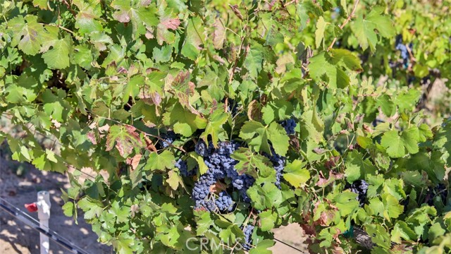 Detail Gallery Image 8 of 29 For 40970 Anza Rd, Temecula,  CA 92592 - 5 Beds | 4/1 Baths