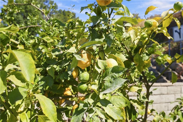 Love lemons? Very juciy Love lemons? Very juciy