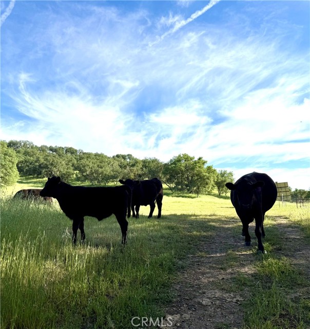 Detail Gallery Image 18 of 66 For 77599 Lowes Canyon Rd, San Miguel,  CA 93451 - – Beds | – Baths