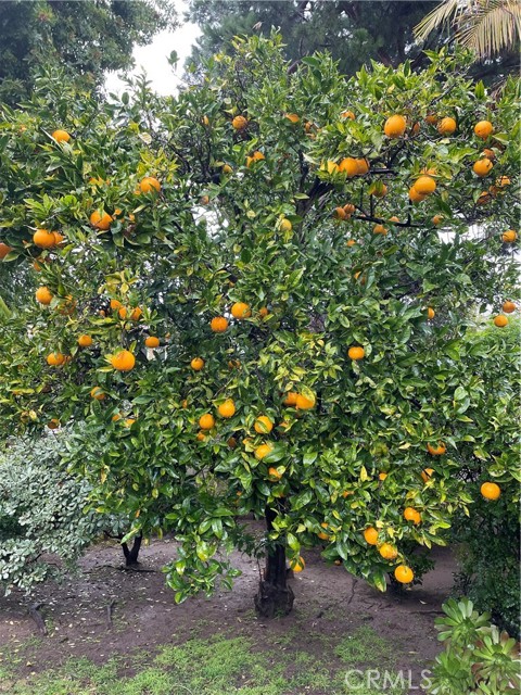 Mature orange tree