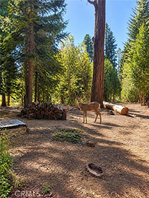 27877 Holly, Lake Arrowhead, CA 92352