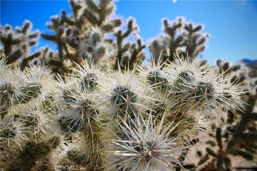 MLS #JT25263830 image #25