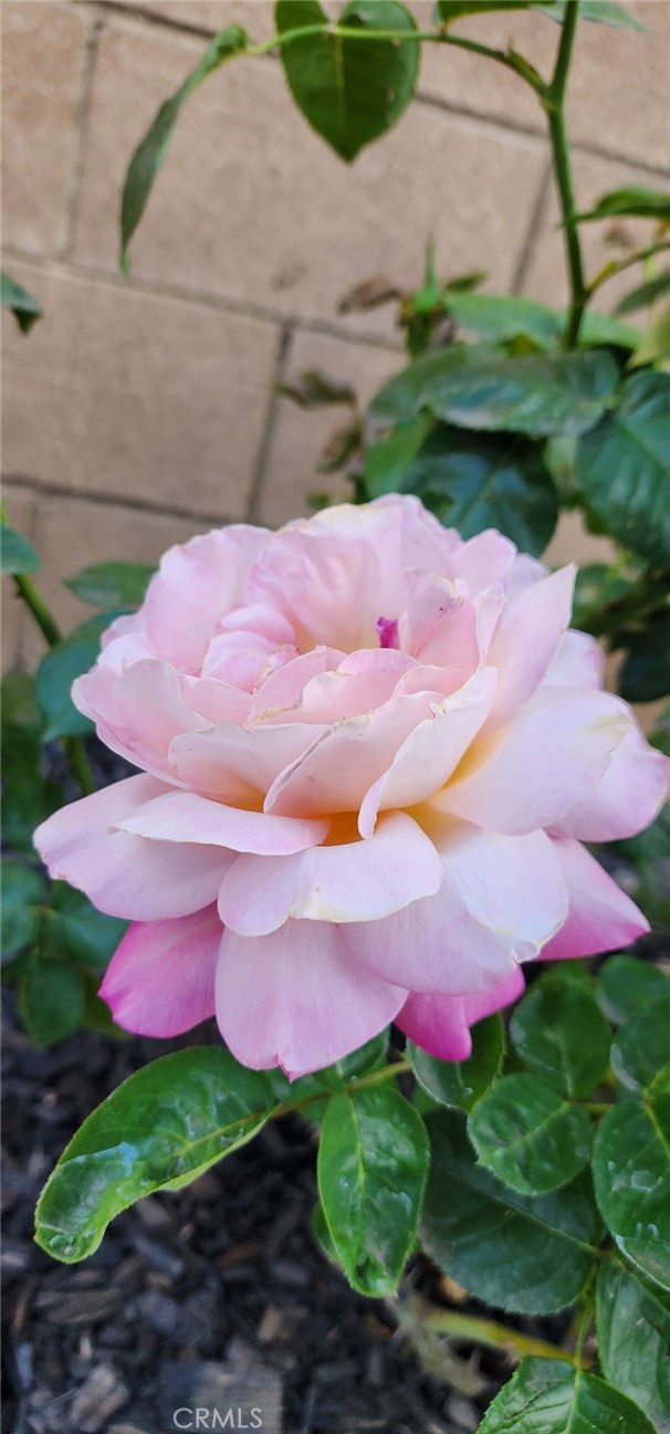 https://media.crmls.org/medias/d2e7eca5-690f-4993-974c-74a24a93ffcd.jpg?preset=X-Large