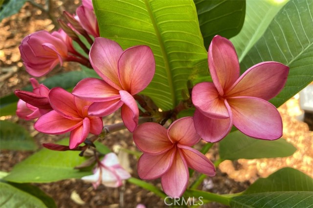 Detail Gallery Image 40 of 63 For 1321 Pepper Tree Ln, Vista,  CA 92084 - 4 Beds | 3 Baths