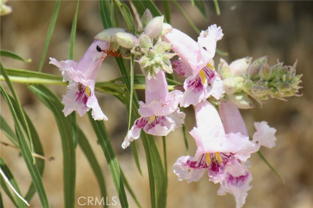 Detail Gallery Image 32 of 48 For 2029 Wamego, Landers,  CA 92285 - 1 Beds | 1 Baths