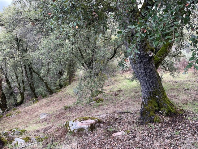 Detail Gallery Image 9 of 12 For 0 Jean Rd, Oakhurst,  CA 93644 - – Beds | – Baths