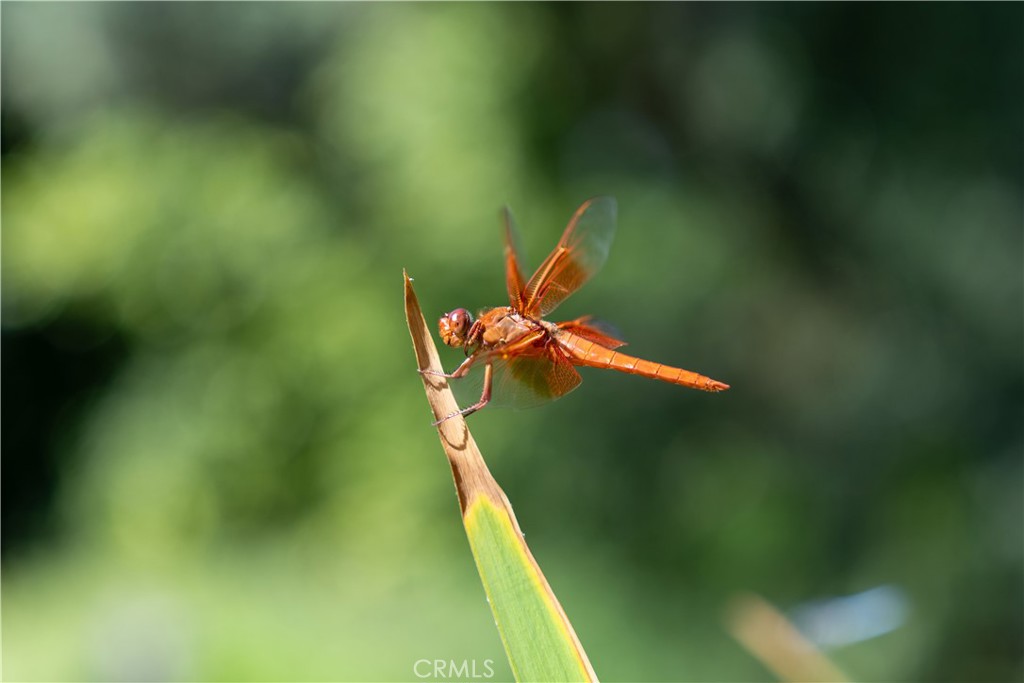 https://media.crmls.org/medias/d4495820-c565-445e-8549-8cfe0d3b8505.jpg?preset=X-Large