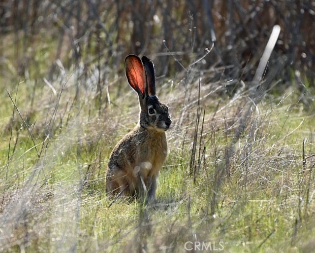 Detail Gallery Image 29 of 41 For 16324 Grizzly, –,  CA 93222 - 1 Beds | 1 Baths
