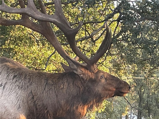29450 Stallion Springs Drive, Tehachapi CA: https://media.crmls.org/medias/d54a31e3-2fad-4ea0-8c09-a0e5faf2c629.jpg