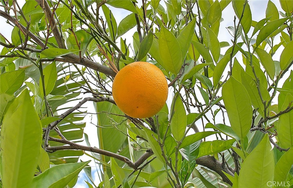 https://media.crmls.org/medias/d56a7b19-33af-40b4-9c0b-7b74ff21644a.jpg?preset=X-Large