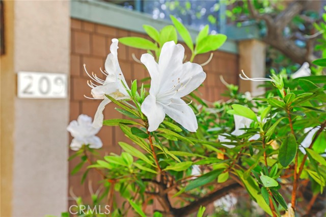 Detail Gallery Image 33 of 38 For 209 S Oakland Ave #D,  Pasadena,  CA 91101 - 3 Beds | 2/1 Baths