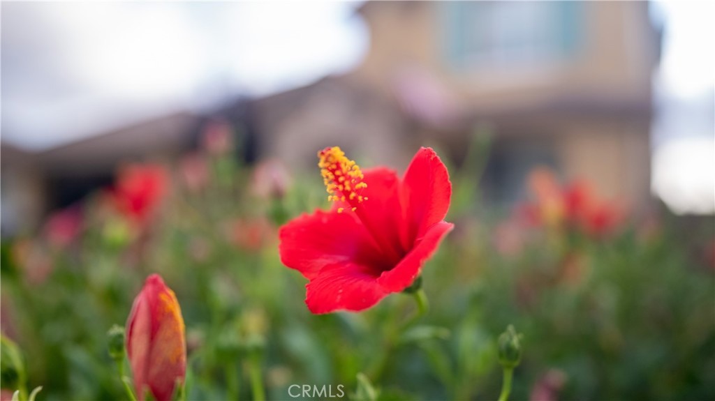 https://media.crmls.org/medias/d5de00c8-8d34-4daa-bc86-57a51f074078.jpg?preset=X-Large