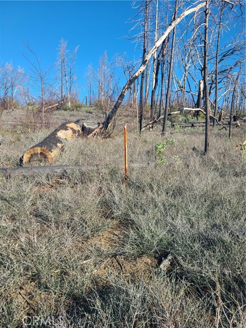 Detail Gallery Image 9 of 10 For 81 Green Cedar, Berry Creek,  CA 95916 - – Beds | – Baths