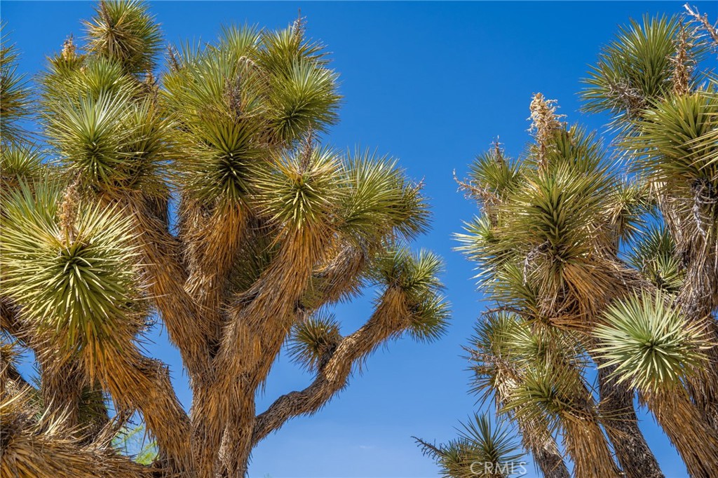 MLS #OC25265495 image #4