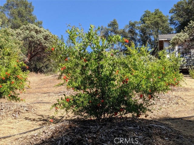 3279 Quail Run Road, Mariposa CA: https://media.crmls.org/medias/d6dfe20f-d228-41c2-8a5d-56e6cb6949ec.jpg