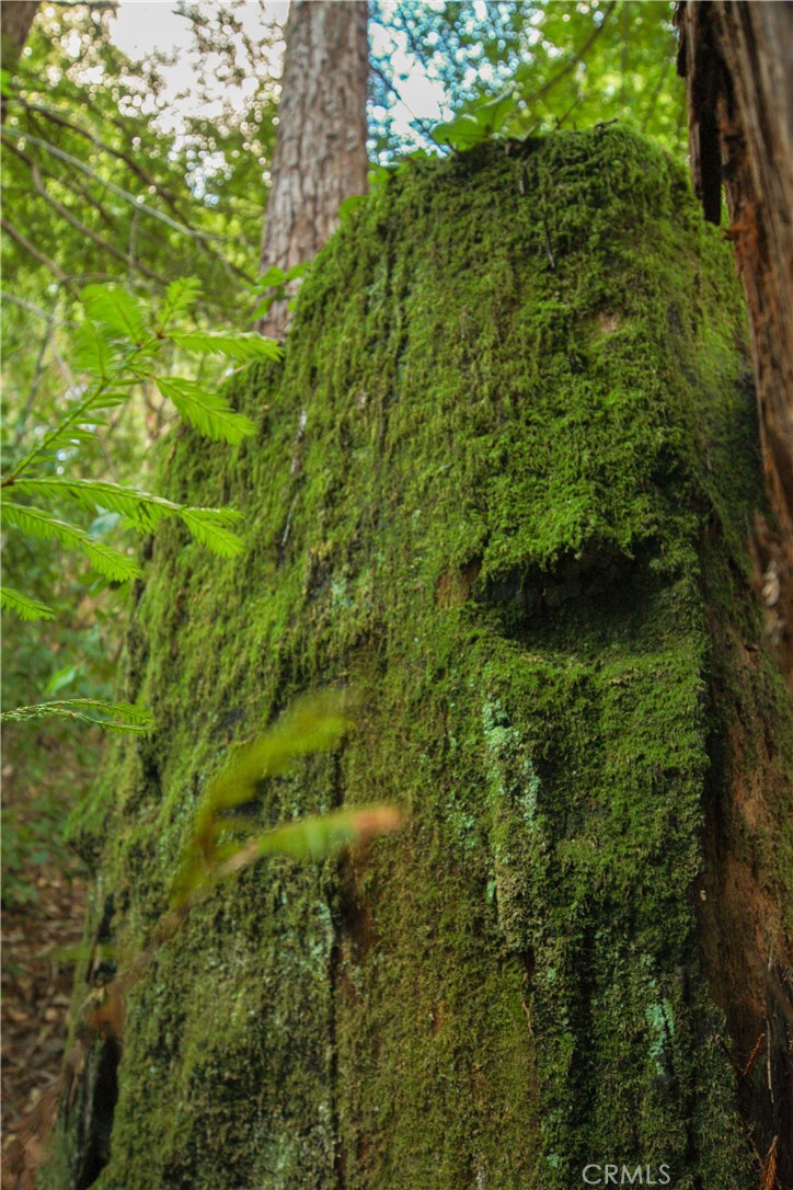 MLS #OC25221127 image #5