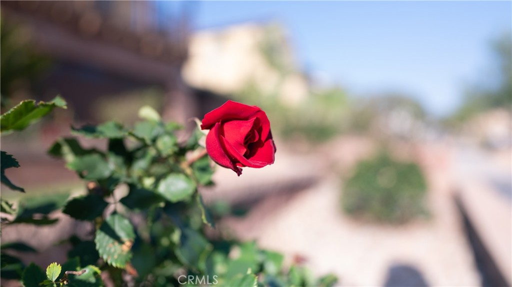 https://media.crmls.org/medias/d765eb6a-5dde-4de0-857f-01a535729f9d.jpg?preset=X-Large
