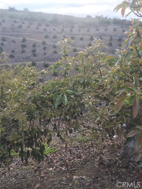 Detail Gallery Image 3 of 11 For 0 via Barranca, Temecula,  CA 92590 - – Beds | – Baths