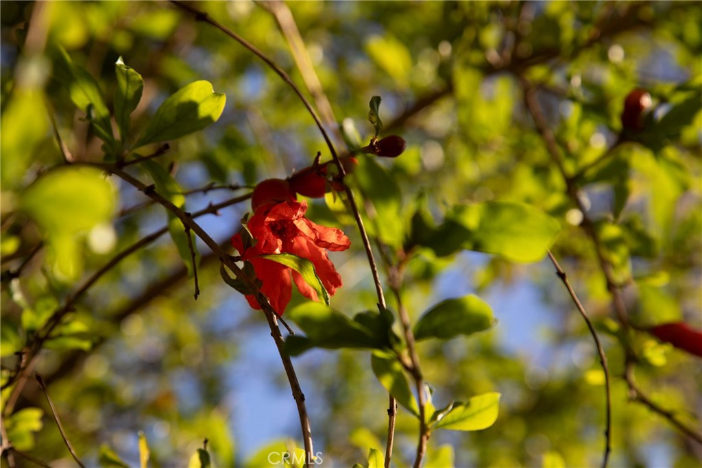 https://media.crmls.org/medias/d8516c18-ca15-4429-acc4-78442b7f43fa.jpg?preset=X-Large