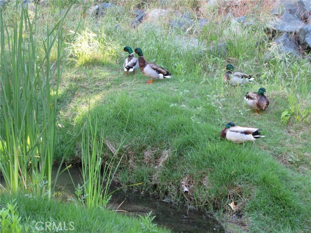 Detail Gallery Image 46 of 48 For 223 Avenida Marjoca a,  Laguna Woods,  CA 92637 - 2 Beds | 2 Baths