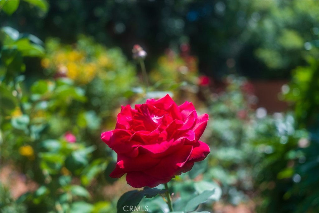 https://media.crmls.org/medias/d8b4e5e6-8b25-4122-90e0-90c487d7e4ab.jpg?preset=X-Large