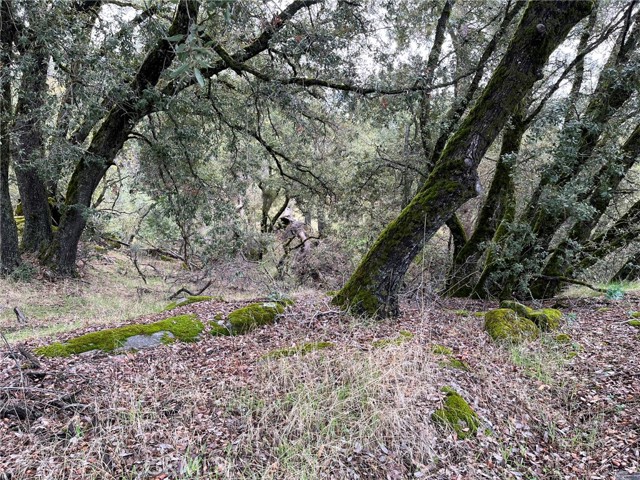 Detail Gallery Image 11 of 12 For 0 Jean Rd, Oakhurst,  CA 93644 - – Beds | – Baths