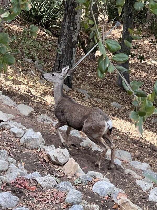 Image 37 of 43 For 11111 Tujunga Canyon Boulevard