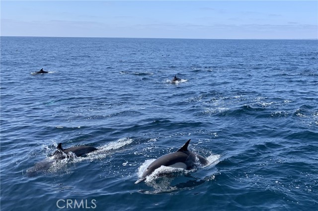 Detail Gallery Image 50 of 50 For 28 Corniche Dr. #J,  Dana Point,  CA 92673 - 2 Beds | 2 Baths