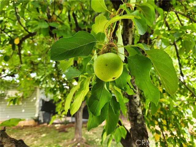 Detail Gallery Image 29 of 50 For 1220 Rosekrans Dr, Oroville,  CA 95965 - 3 Beds | 2 Baths