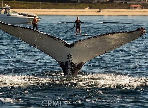 Whale sitings off Redondo Beach