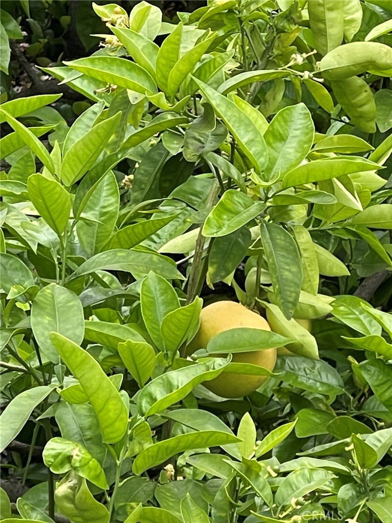 https://media.crmls.org/medias/da032217-4b9c-4bf0-a88e-f9eb926372b9.jpg?preset=X-Large
