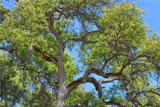 Detail Gallery Image 36 of 54 For 42275 Buckeye Rd, Oakhurst,  CA 93644 - 4 Beds | 2/1 Baths