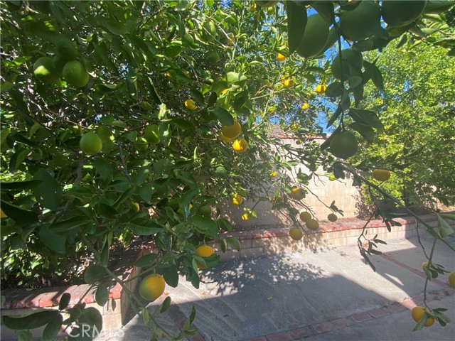 Lemon tree