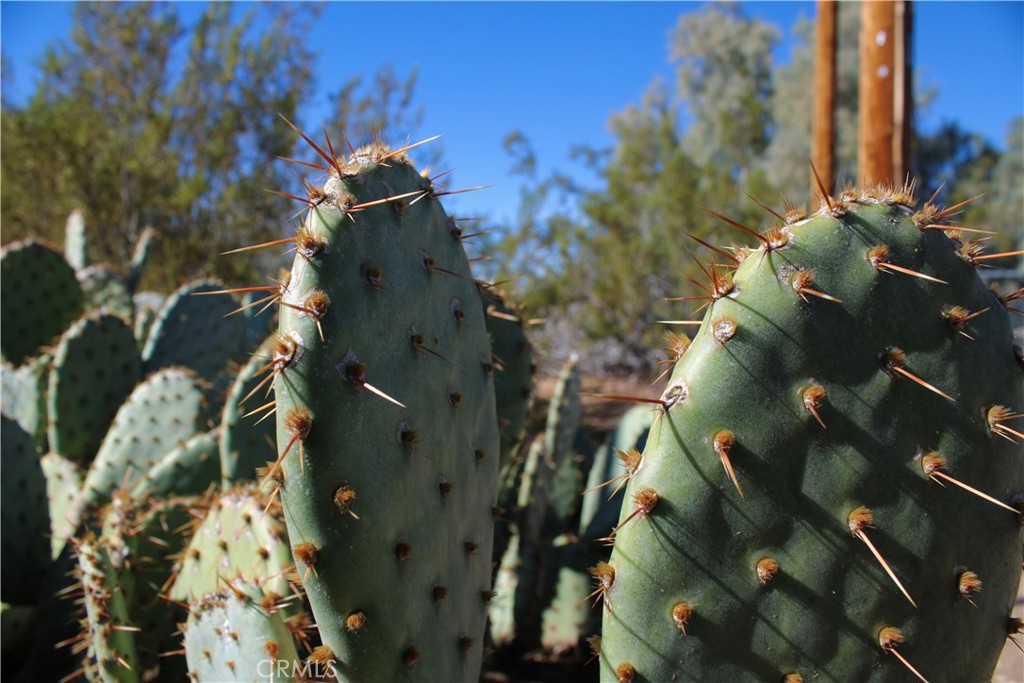 MLS #JT25263830 image #24