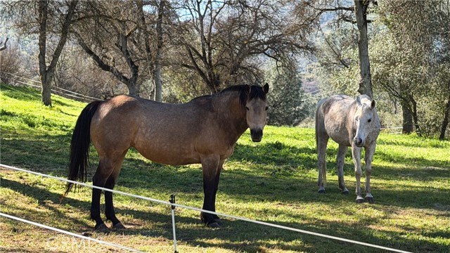 Detail Gallery Image 70 of 75 For 4421 Scrubby Oak, Mariposa,  CA 95338 - 6 Beds | 4/2 Baths