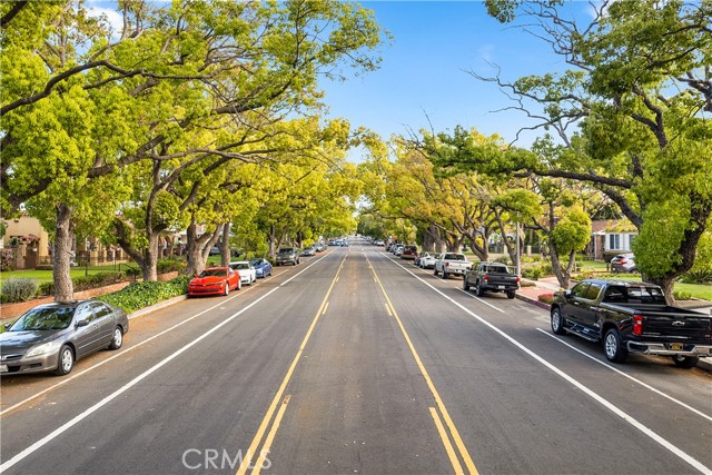 Tree-lined, Wide Street