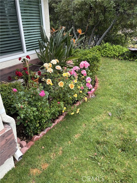Roses